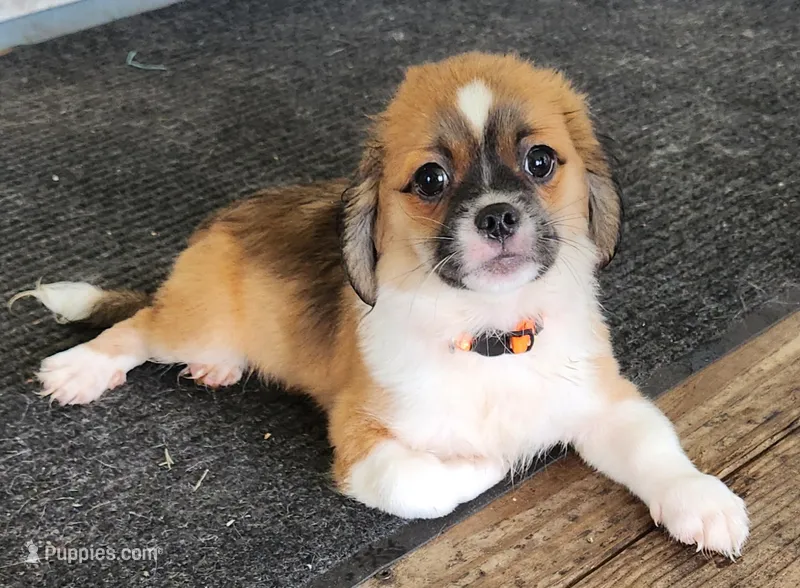 Boy 3 – Tibetan Spaniel, Shih Tzu puppy for sale in Okeechobee, FL