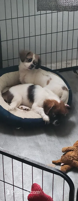 Boy 4 – Tibetan Spaniel, Shih Tzu puppy for sale in Okeechobee, FL