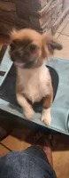 Boy 2, a male Tibetan Spaniel and Shih Tzu for sale in Okeechobee, FL – 10 of 10