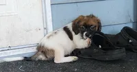 Boy 1, a male Tibetan Spaniel and Shih Tzu for sale in Okeechobee, FL – 5 of 5