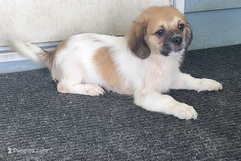 Yellow "Biggin: – Tibetan Spaniel, Shih Tzu puppy for sale in Okeechobee, FL