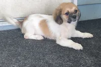 Yellow "Biggin:, a male Tibetan Spaniel and Shih Tzu for sale in Okeechobee, FL – 1 of 4