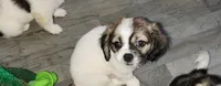 Boy 4, a male Tibetan Spaniel and Shih Tzu for sale in Okeechobee, FL – 1 of 3