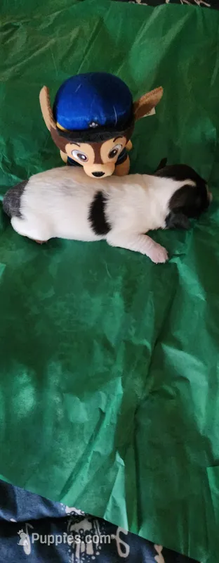 Boy 1 – Tibetan Spaniel, Shih Tzu puppy for sale in Okeechobee, FL
