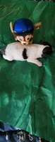 Boy 1, a male Tibetan Spaniel and Shih Tzu for sale in Okeechobee, FL – 1 of 2