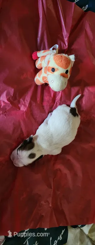 Girl 1 – Tibetan Spaniel, Shih Tzu puppy for sale in Okeechobee, FL