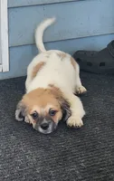 Yellow "Biggin:, a male Tibetan Spaniel and Shih Tzu for sale in Okeechobee, FL – 2 of 4