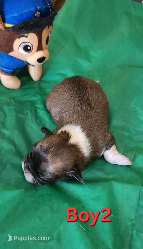 Boy 2 – Tibetan Spaniel, Shih Tzu puppy for sale in Okeechobee, FL