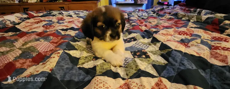 Boy 1 – Tibetan Spaniel, Shih Tzu puppy for sale in Okeechobee, FL