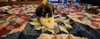 Boy 1, a male Tibetan Spaniel and Shih Tzu for sale in Okeechobee, FL – 1 of 3