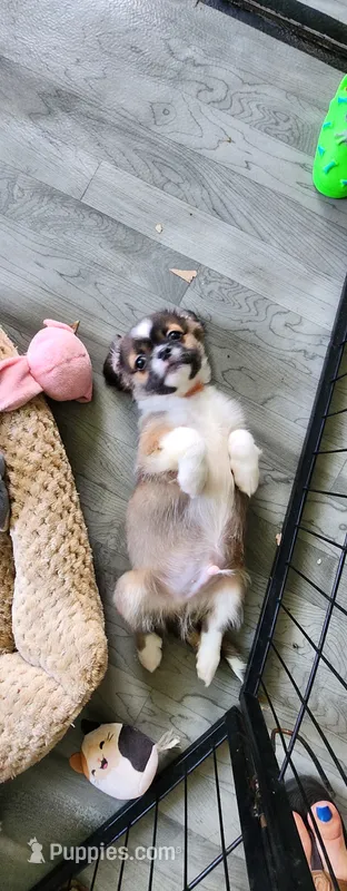 Boy 3 – Tibetan Spaniel, Shih Tzu puppy for sale in Okeechobee, FL