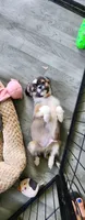 Boy 3, a male Tibetan Spaniel and Shih Tzu for sale in Okeechobee, FL – 1 of 4