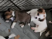 Girl 1 pink collar , a female Tibetan Spaniel and Shih Tzu for sale in Okeechobee, FL – 6 of 8