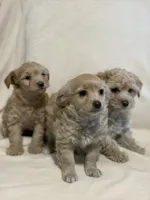 Blue, a male Yorkipoo for sale in Mesa, AZ – 2 of 6