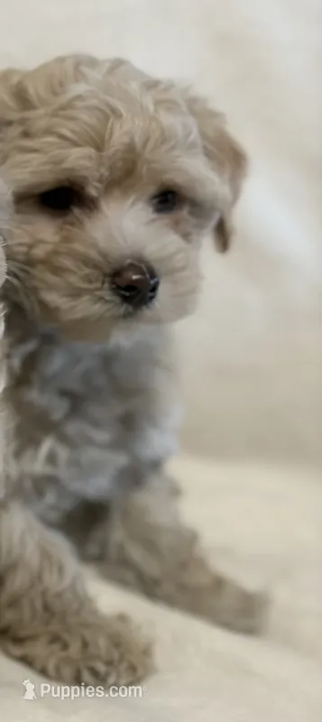 Blue – Yorkipoo puppy for sale in Mesa, AZ