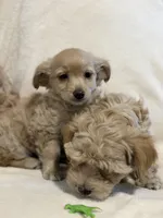 Milo, a male Yorkipoo for sale in Mesa, AZ – 2 of 3