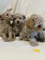 Blue, a male Yorkipoo for sale in Mesa, AZ – 5 of 6