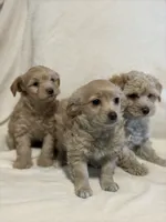 Blue, a male Yorkipoo for sale in Mesa, AZ – 3 of 6