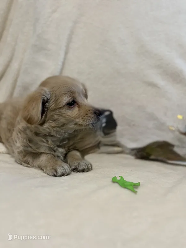 Milo – Yorkipoo puppy for sale in Mesa, AZ