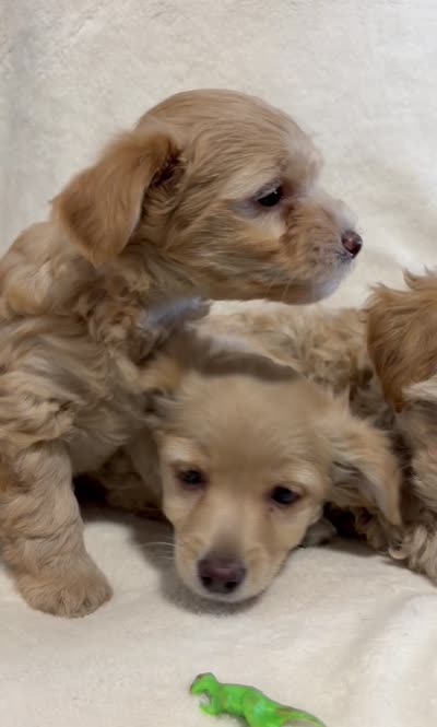Aspen, a male Yorkipoo for sale in Mesa, AZ – 2 of 2
