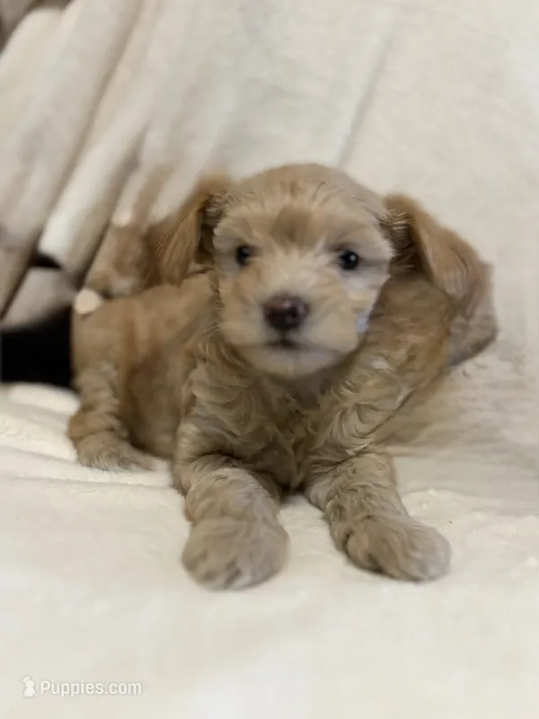 Aspen – Yorkipoo puppy for sale in Mesa, AZ