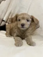 Aspen, a male Yorkipoo for sale in Mesa, AZ – 1 of 2