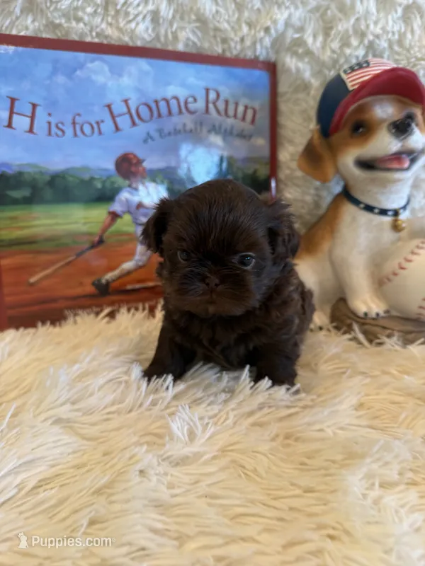 Kayce – Shih Tzu puppy for sale in Success, MO