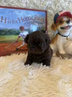 Kayce, a male Shih Tzu for sale in Success, MO – 7 of 10