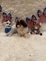 Sailor , a male Shih Tzu for sale in Success, MO – 7 of 10