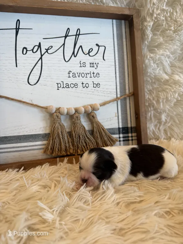 Charlie – Shih Tzu puppy for sale in Success, MO