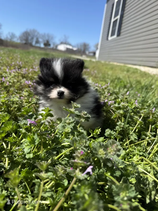 River – Pomeranian puppy for sale in Success, MO