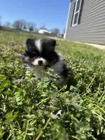 River, a male Pomeranian for sale in Success, MO – Photo 1 of 7