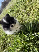 River, a male Pomeranian for sale in Success, MO – Photo 6 of 7