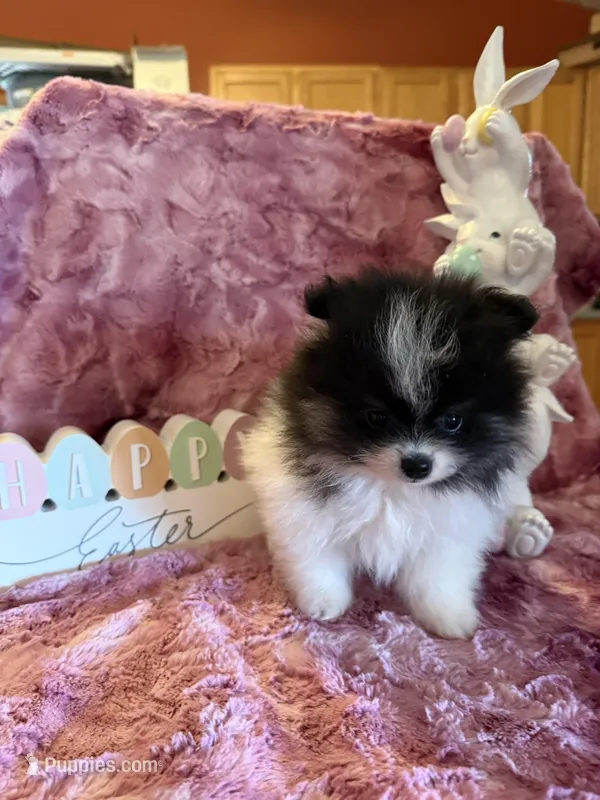 River – Pomeranian puppy for sale in Success, MO