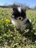 River, a male Pomeranian for sale in Success, MO – Photo 4 of 7