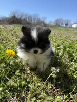 River, a male Pomeranian for sale in Success, MO – Photo 2 of 7