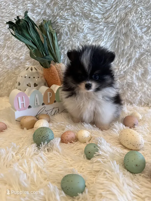River – Pomeranian puppy for sale in Success, MO