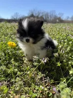 River, a male Pomeranian for sale in Success, MO – Photo 5 of 7