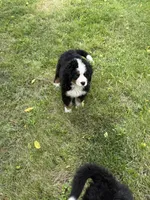 Dean, a male Bernese Mountain Dog for sale in Success, MO – 6 of 10