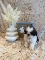 Charlie, a male Shih Tzu for sale in Success, MO – 3 of 10