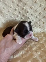 Sailor , a male Shih Tzu for sale in Success, MO – Photo 4 of 6