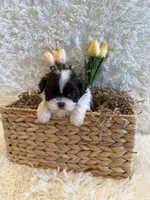 Sailor , a male Shih Tzu for sale in Success, MO – 9 of 10