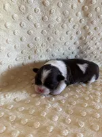 Sailor , a male Shih Tzu for sale in Success, MO – Photo 6 of 6