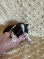 Sailor , a male Shih Tzu for sale in Success, MO – Photo 2 of 6