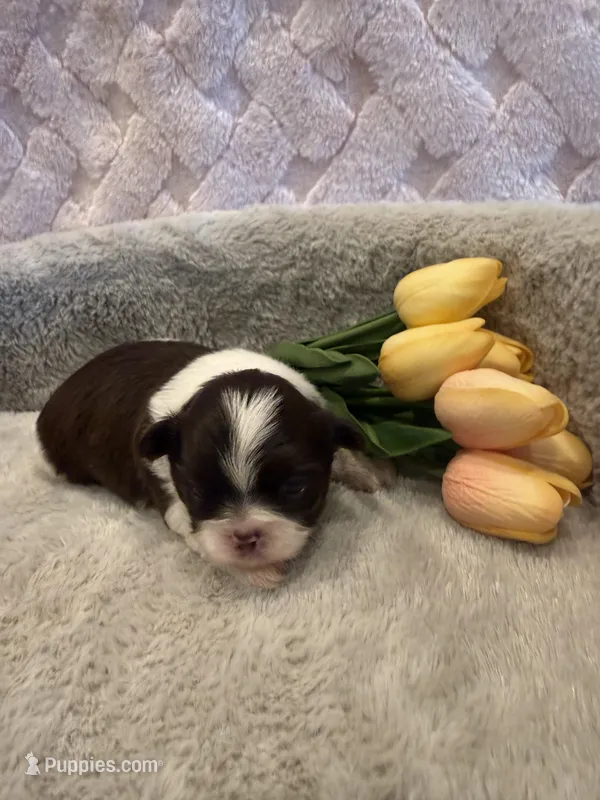 Sailor  – Shih Tzu puppy for sale in Success, MO