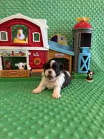 Sailor , a male Shih Tzu for sale in Success, MO – 10 of 10