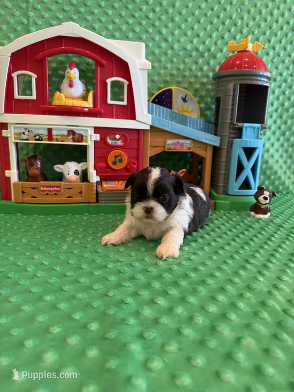 Sailor  – Shih Tzu puppy for sale in Success, MO