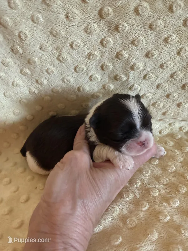 Sailor  – Shih Tzu puppy for sale in Success, MO