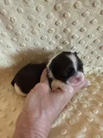 Sailor , a male Shih Tzu for sale in Success, MO – Photo 1 of 6