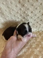 Sailor , a male Shih Tzu for sale in Success, MO – Photo 3 of 6